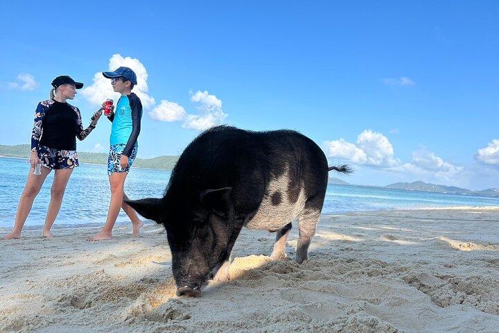 Pig Island & Koh Tan Tour by Speed Boat (Snorkeling & Kayaking)