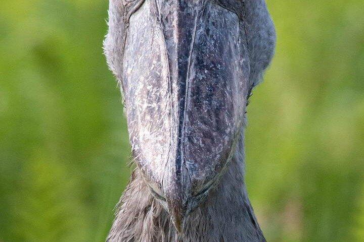 Shoebill Stork and Birdwatching Tour at Mabamba swamp