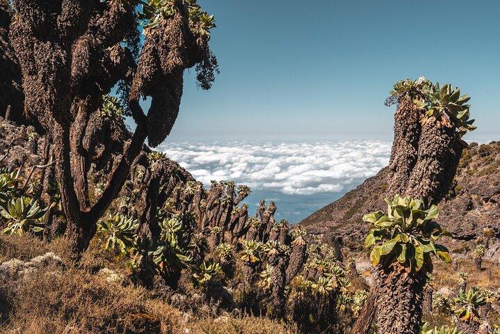 Kilimanjaro climb, Umbwe Route (6-day)