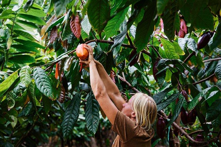 Kauai Chocolate Farm Tasting Tour
