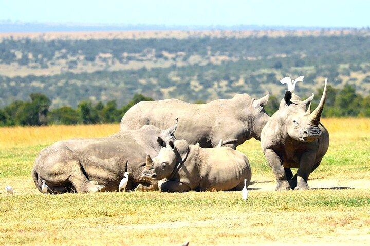 Day tour to Olpejeta Conservancy from Nairobi
