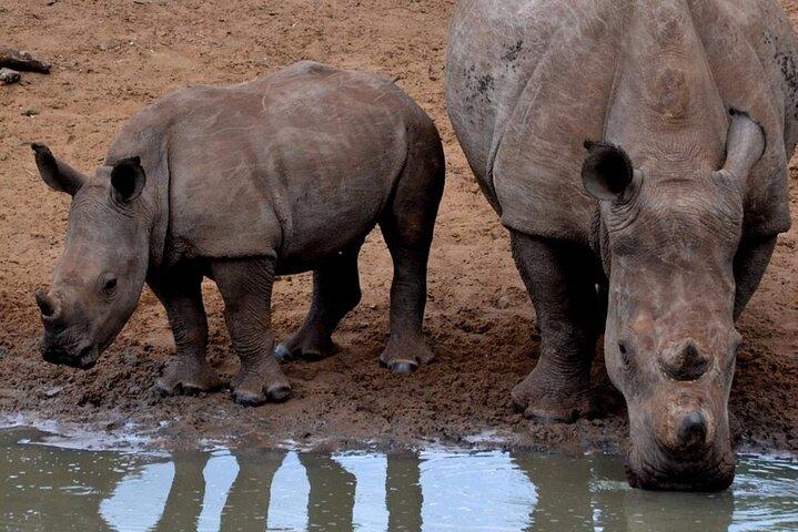 2 Day Kruger National Park Safari from Johannesburg