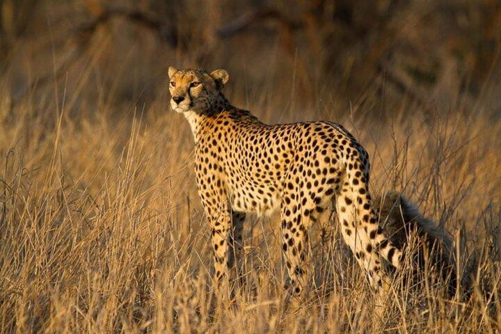 Full day Safari Game Drive.