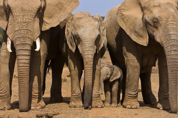 Full day Safari Game Drive.