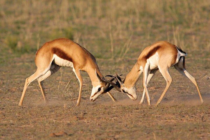 Full day Safari Game Drive.