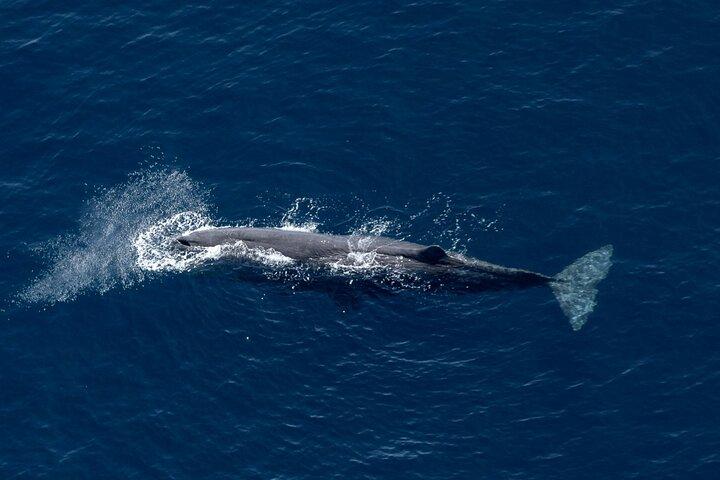 Kaikoura: Whale Watching Flight