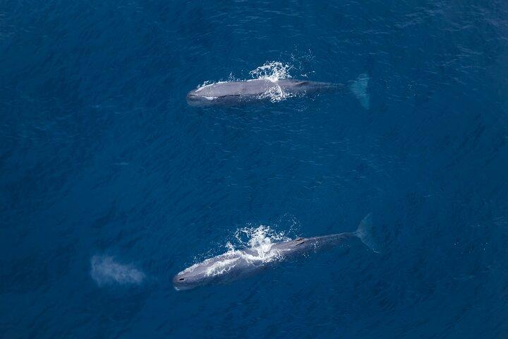 Kaikoura: Whale Watching Flight