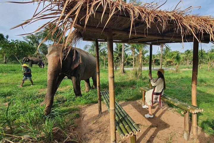 Ethical Elephant Sanctuary Tour with Private Transfer