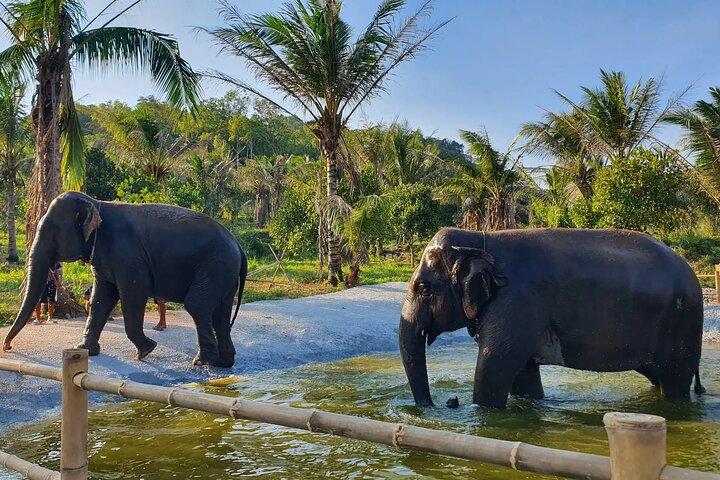 Ethical Elephant Sanctuary Tour with Private Transfer