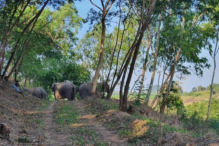 Ethical Elephant Sanctuary Tour with Private Transfer