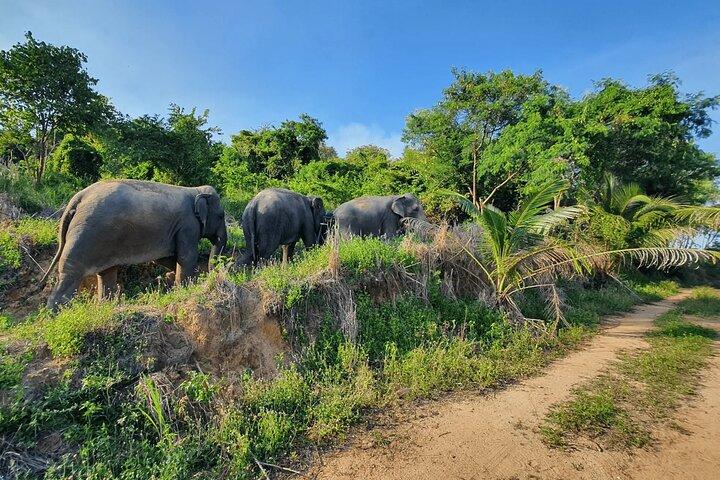 Ethical Elephant Sanctuary Tour with Private Transfer