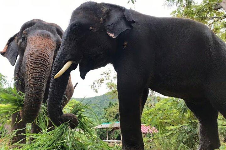 Ethical Elephant Sanctuary Tour with Private Transfer