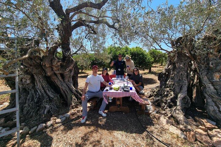 SYSTASIS Olive Oil Tasting Experience in Ermioni Greece