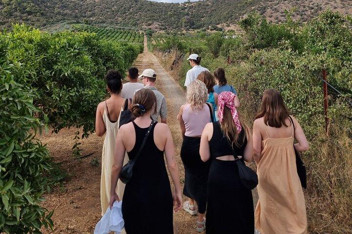 SYSTASIS Olive Oil Tasting Experience in Ermioni Greece