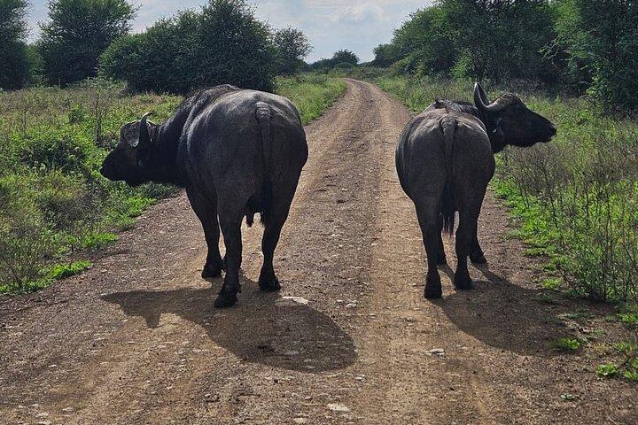 Top-Rated Nairobi National Park Safari And Kobe Beads Experience
