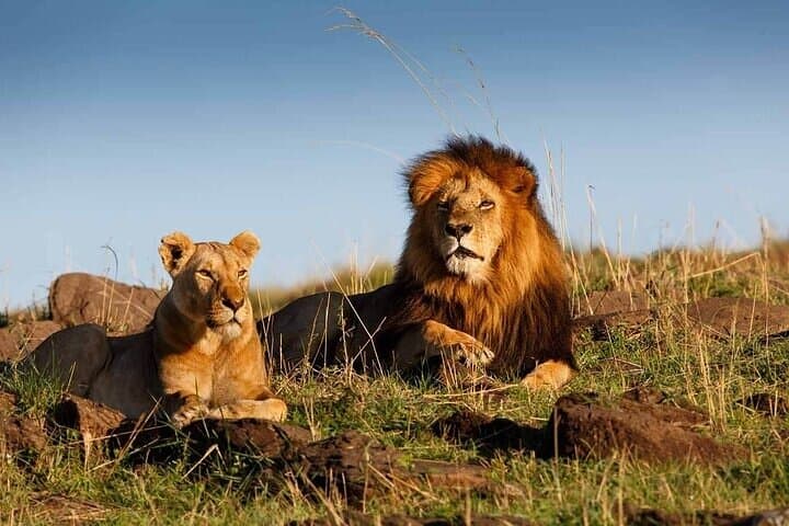 Agadir Wildlife: Crocoparc, Lion Park & Optional Quad Bike Tour