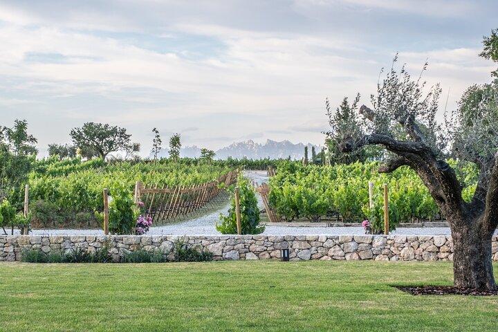 From Barcelona: Torres Winery Tour with wine tasting & tapas