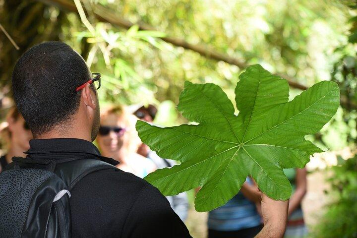 Discover El Yunque National Park: Half-Day Rainforest Tour