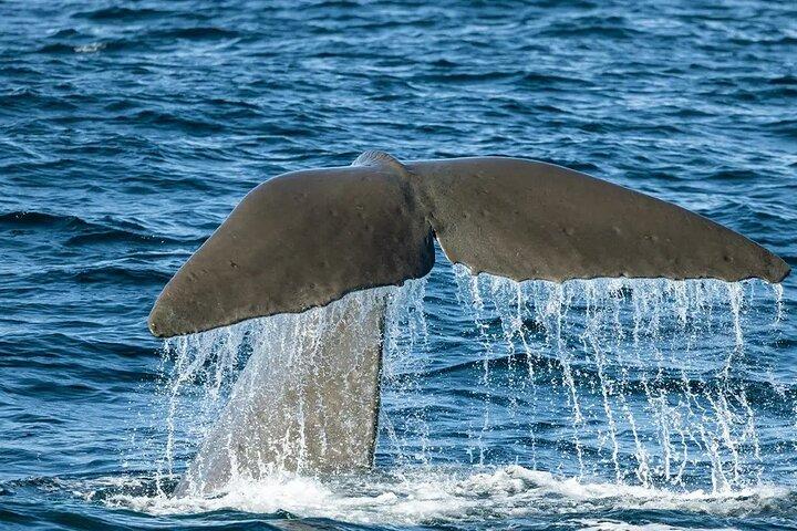Kaikoura Whale Watch Day Tour from Christchurch including Coastal Pacific Train