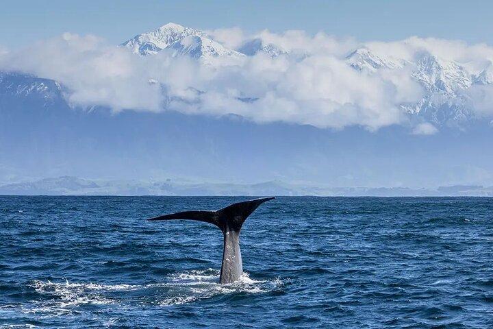 Kaikoura Whale Watch Day Tour from Christchurch including Coastal Pacific Train