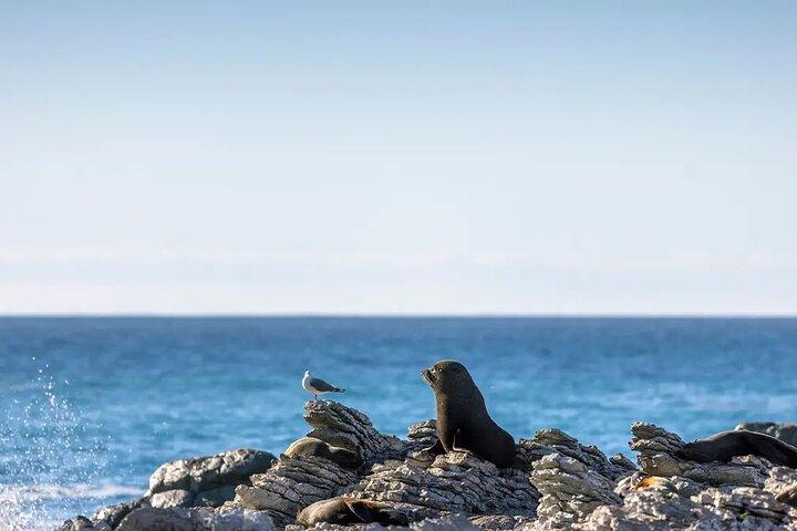 Kaikoura Whale Watch Day Tour from Christchurch including Coastal Pacific Train
