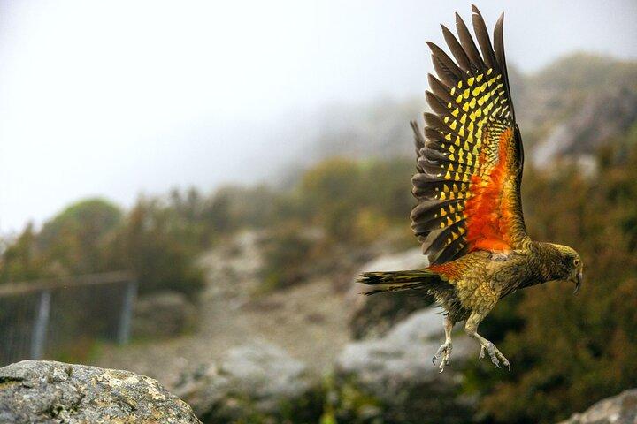 Lyttelton Shore Excursion: Arthur's Pass National Park Day Tour