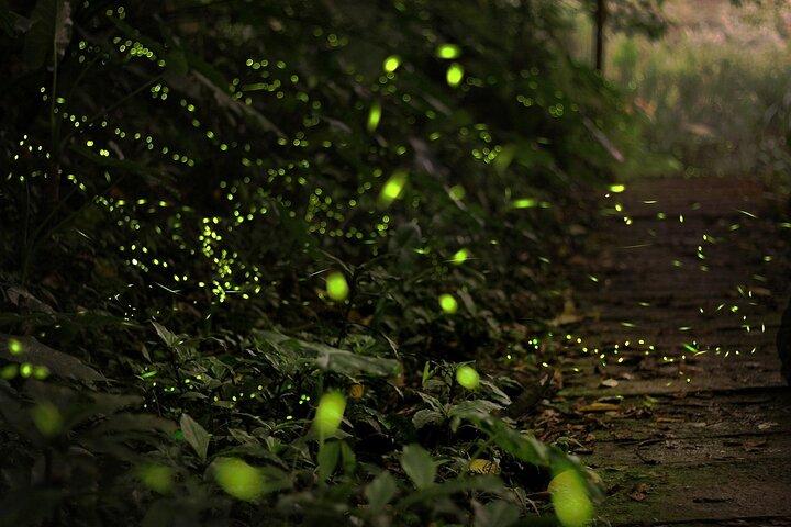 Enchanting Evenings: Fireflies & Blue Tears Tour with Dinner