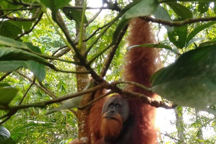 From Medan 1 day Bukit Lawang Jungle Trekking to see Orangutan