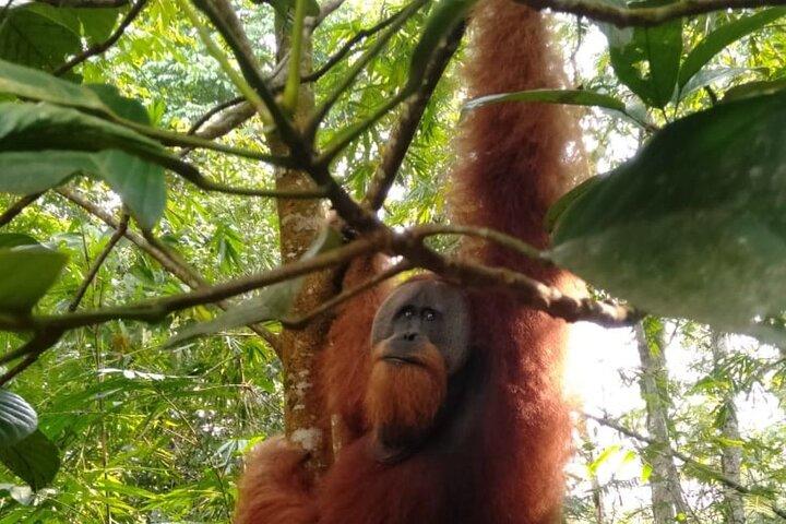 From Medan 1 day Bukit Lawang Jungle Trekking to see Orangutan