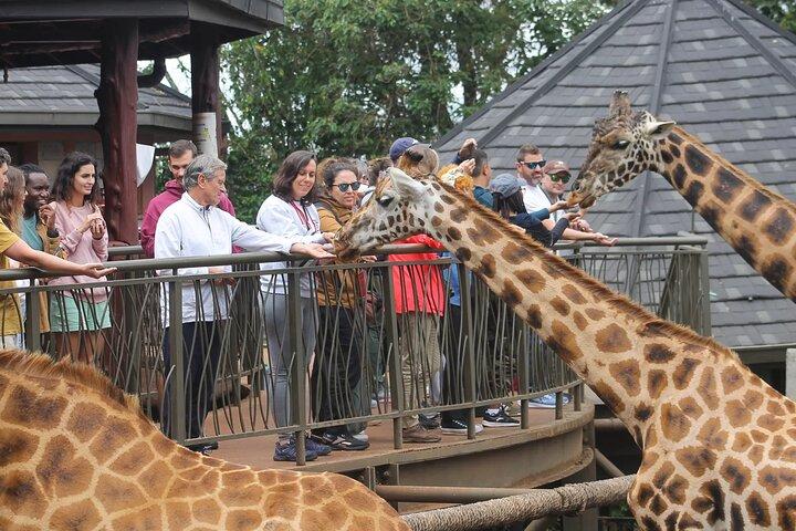 Explore Giraffe Center and Blixen Museum