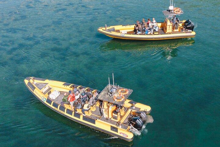 Anglesey Wildlife Boat Trips Around Coastal Sites
