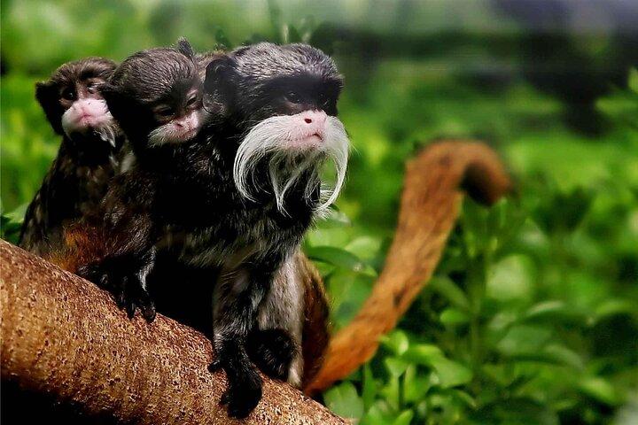 Cusco: Biodiversity of Manu National Park 3 days 2 nigths