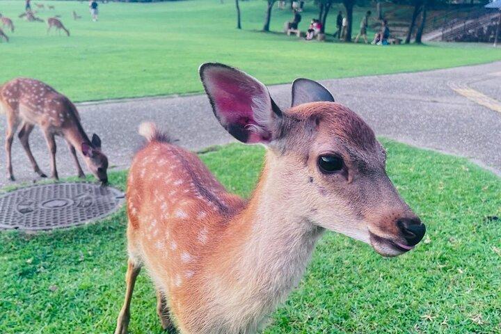 Kyoto & Nara: Private Day Tour by luxury Vehicle & English Guide