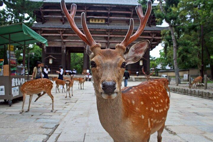 Kiyomizu dera Fushimi Inari and Nara Park Day Tour