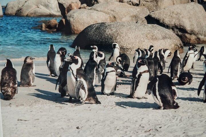 Half Day Cape Point and Boulders Beach Penguin Group Tour