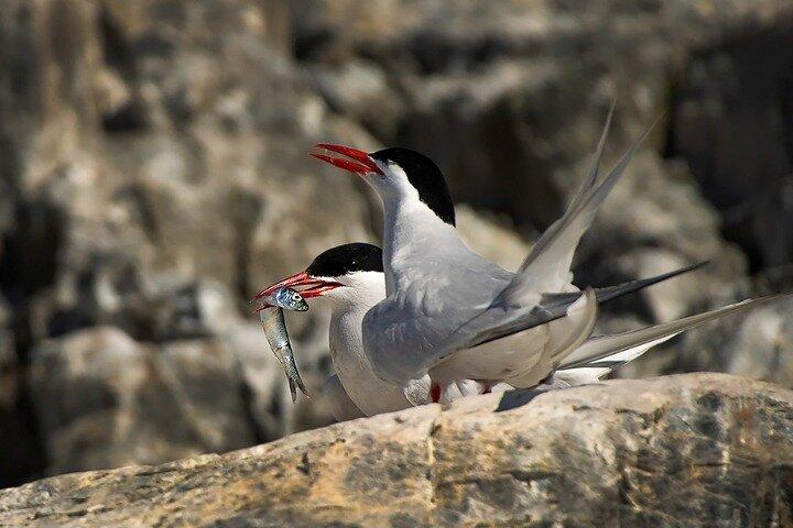 Beagle Channel Wildlife Cruise & Les Éclaireurs Lighthouse