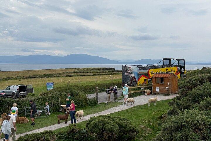 Explore Dingle Slea Head Open Top Bus Tour