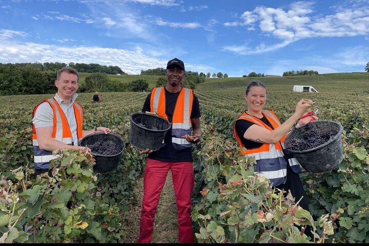 Half Day Grape Harvest Experience with Tasting in Epernay