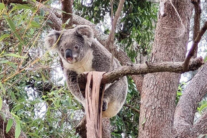 Koalas, Glow Worms & Kangaroos - Nature & Rainforest Walk