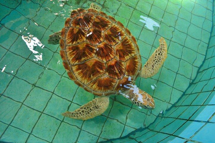 Khao Lak Bamboo Rafting and Sea Turtle Conservation Center