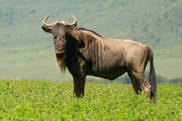 4 Days Serengeti National Park and Ngorongoro Crater