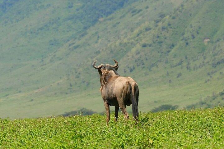 3 Days Adventure Tarangire and Ngorongoro Crater from Zanzibar