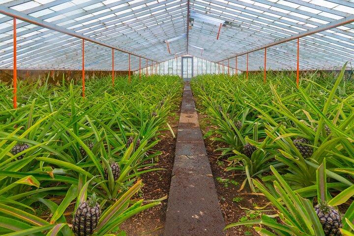 Self Guided Ponta Delgada Walking Food and Drink Tour in Azores