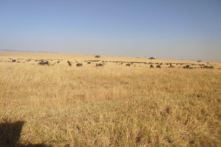 3-Day Maasai Mara Shared Safari from Nairobi