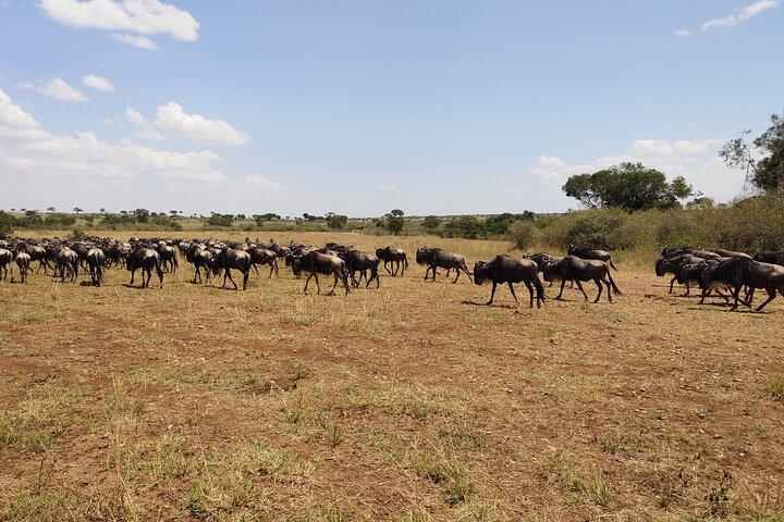 3-Day Maasai Mara Shared Safari from Nairobi