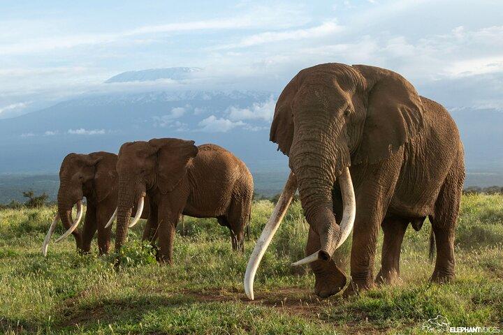 3 Days Private Tour in Tarangire, Ngorongoro and Lake Manyara