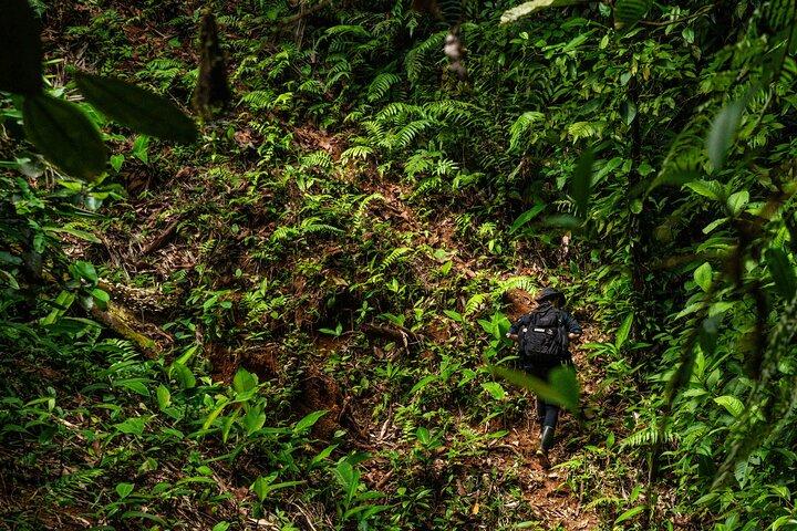 Full-Day Adventure in Corcovado National Park from Drake Bay
