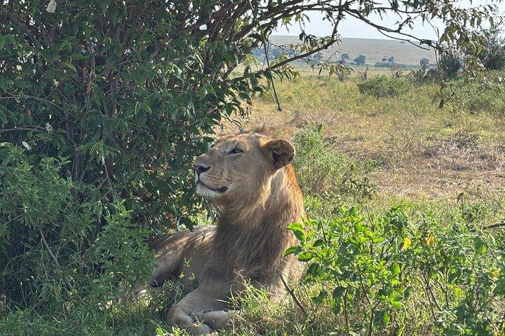3-Day Masai Mara National Reserve