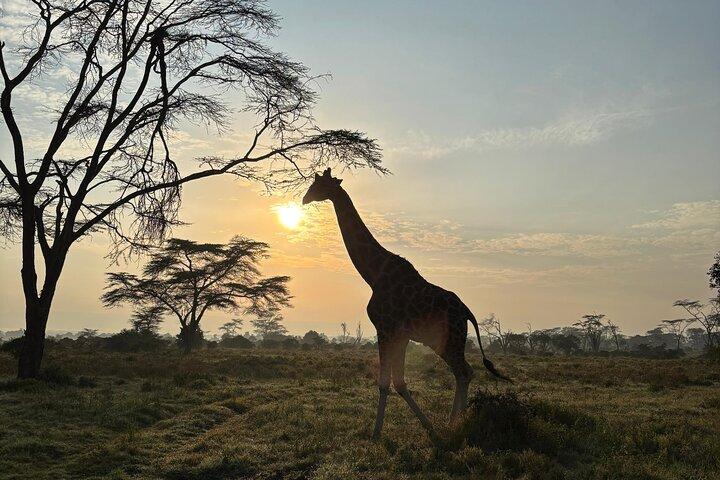 3-Day Masai Mara National Reserve