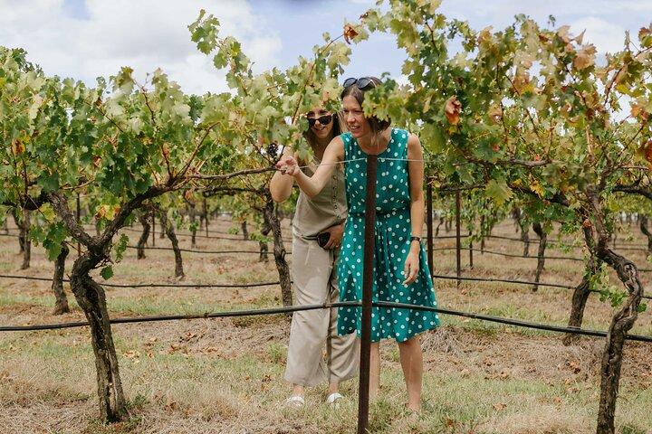 Hunter Valley Wine, Food & Vine Tour